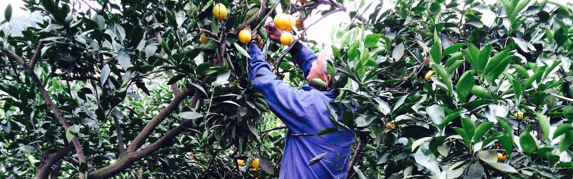 永兴冰糖橙采摘