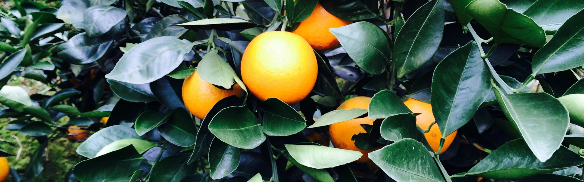 永兴冰糖橙种植基地