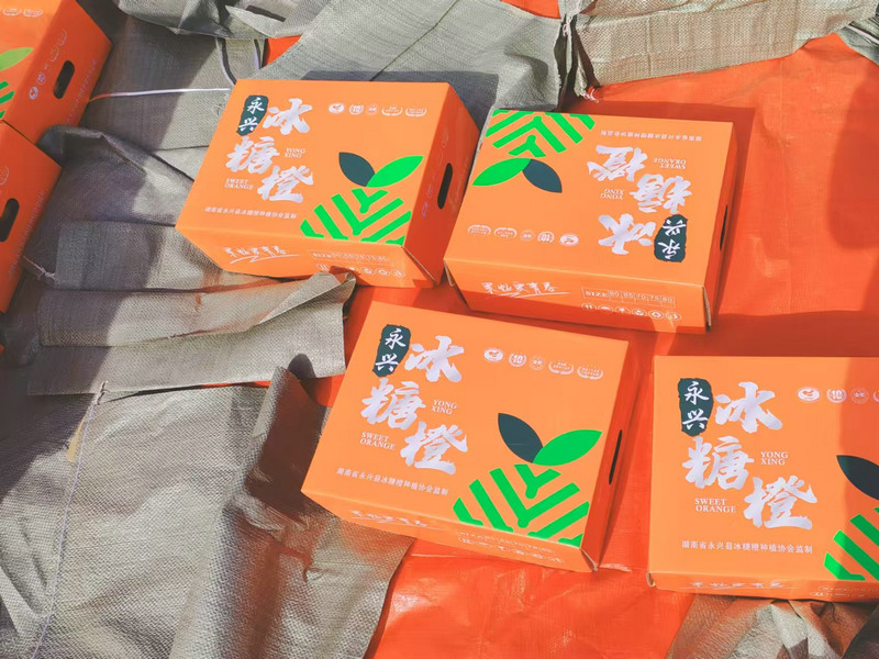 永兴冰糖橙果园打包发货