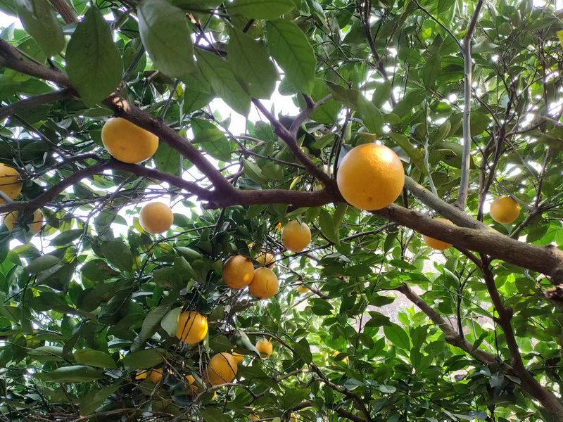 永兴冰糖橙种植基地照片