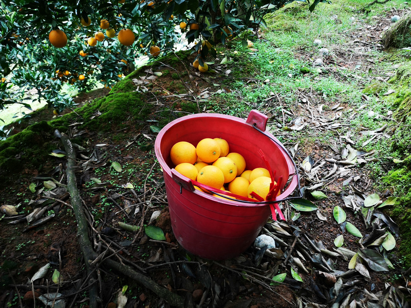 永兴冰糖橙采摘现场