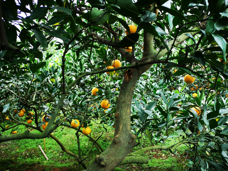 永兴冰糖橙果园照片