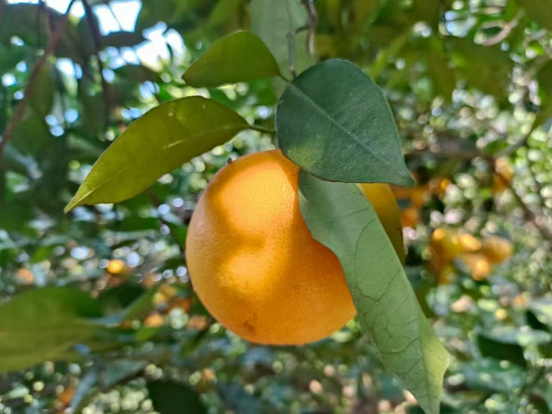 永兴冰糖橙照片