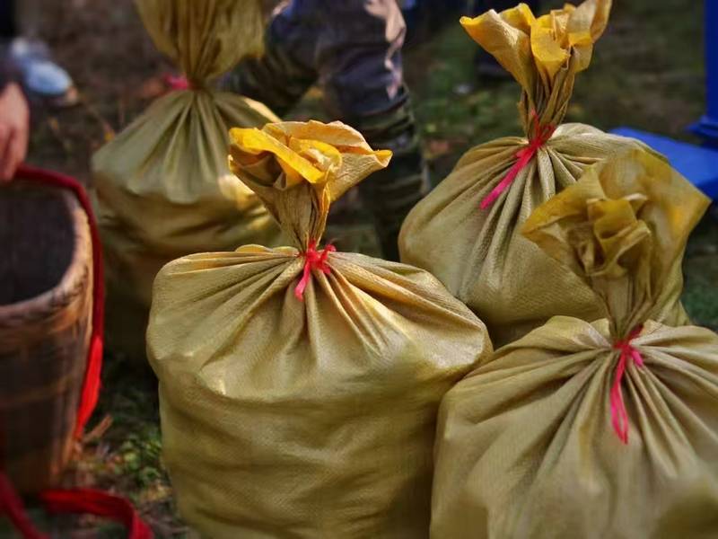 永兴冰糖橙采摘装袋