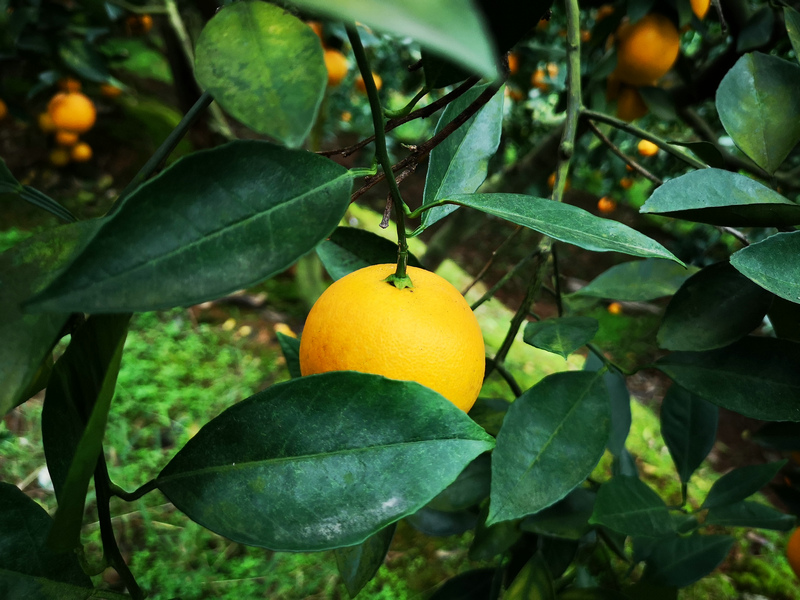 永兴冰糖橙果园 (4).jpg